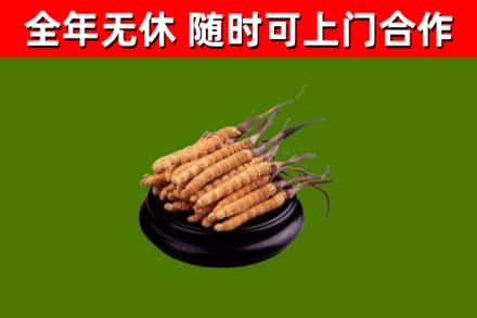 北屯市回收冬虫夏草